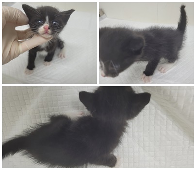 [고양이] 한국 고양이 충남-논산-2025-00372 유기동물 배경 이미지 입니다.